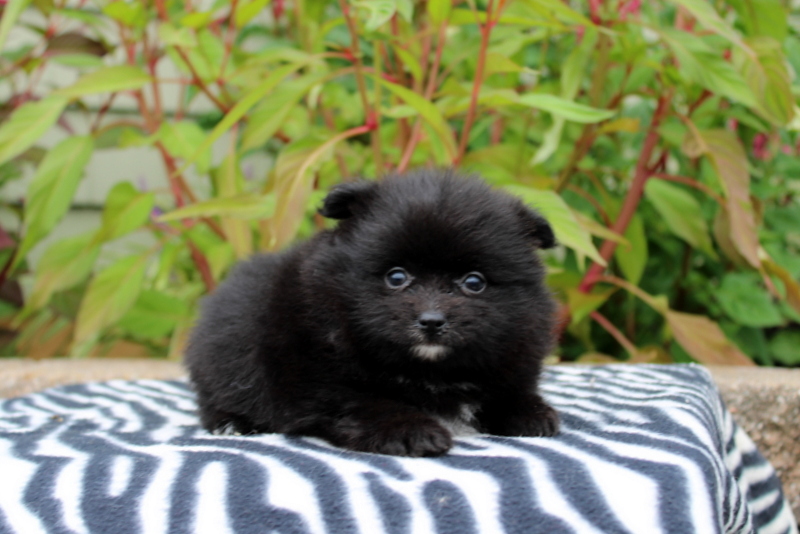 puppy, for, sale, Pomeranian, Matthew B. Stoltzfus, dog, breeder, Gap, PA, dog-breeder, puppy-for-sale, forsale, nearby, find, puppyfind, locator, puppylocator, aca